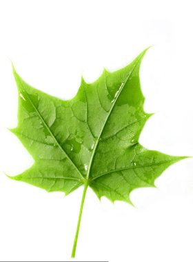 枫叶电子书网_枫叶电子书网_第600页